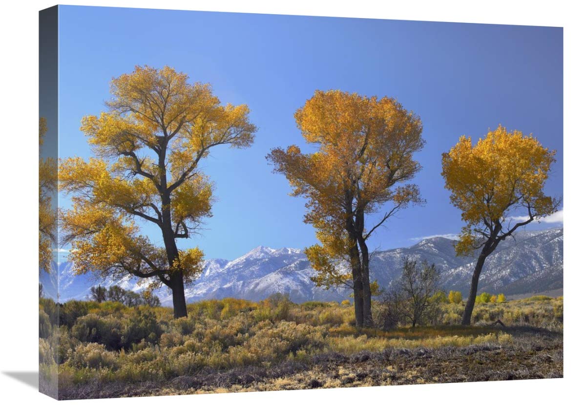 Global Gallery Cottonwood Trees, Fall Foliage, Carson Valley, Nevada-Canvas Art-24 x18 