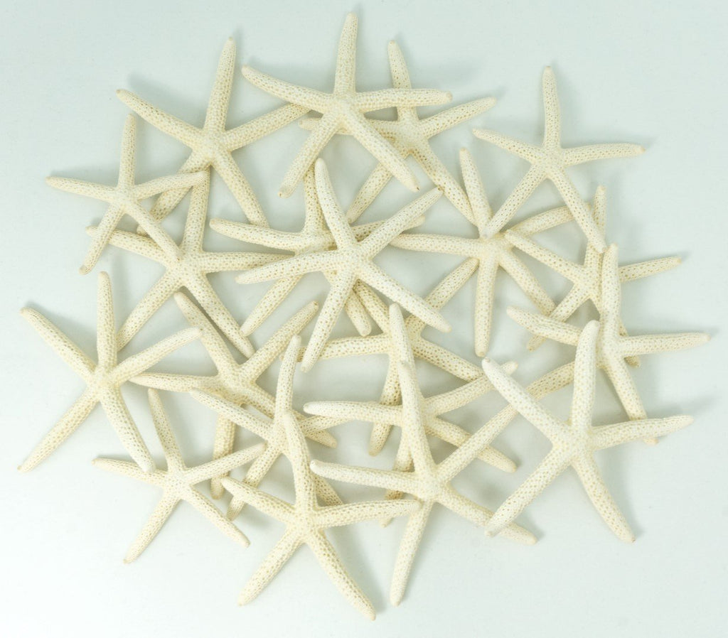 Starfish Decor - Star Fish for Craft - 20pk Real 2-3'' White Sea Stars - Beach Wedding Decor - Coastal Party Decorations - Seash