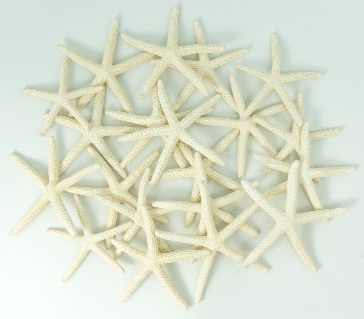 Starfish Decor - Star Fish for Craft - 20pk Real 2-3'' White Sea Stars - Beach Wedding Decor - Coastal Party Decorations - Seash