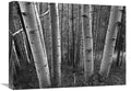 Global Gallery Aspen Forest in Spring, Gunnison National Forest, Colorado - BW-Canvas Art-24 x18 