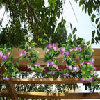 Gtidea Artificial Vines, 2Pcs 15Feet Morning Glory Hanging Plants Silk Garland Fake Green Plant Home Garden Wall Fence Stairway