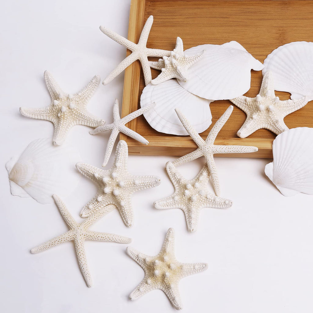 Jqaqju Starfish And Scallop Shells For Crafts 12Pcs, Large Seashells 3''-4'' Bulk Sea Shells For Decor Kids Beach Theme Party Pa