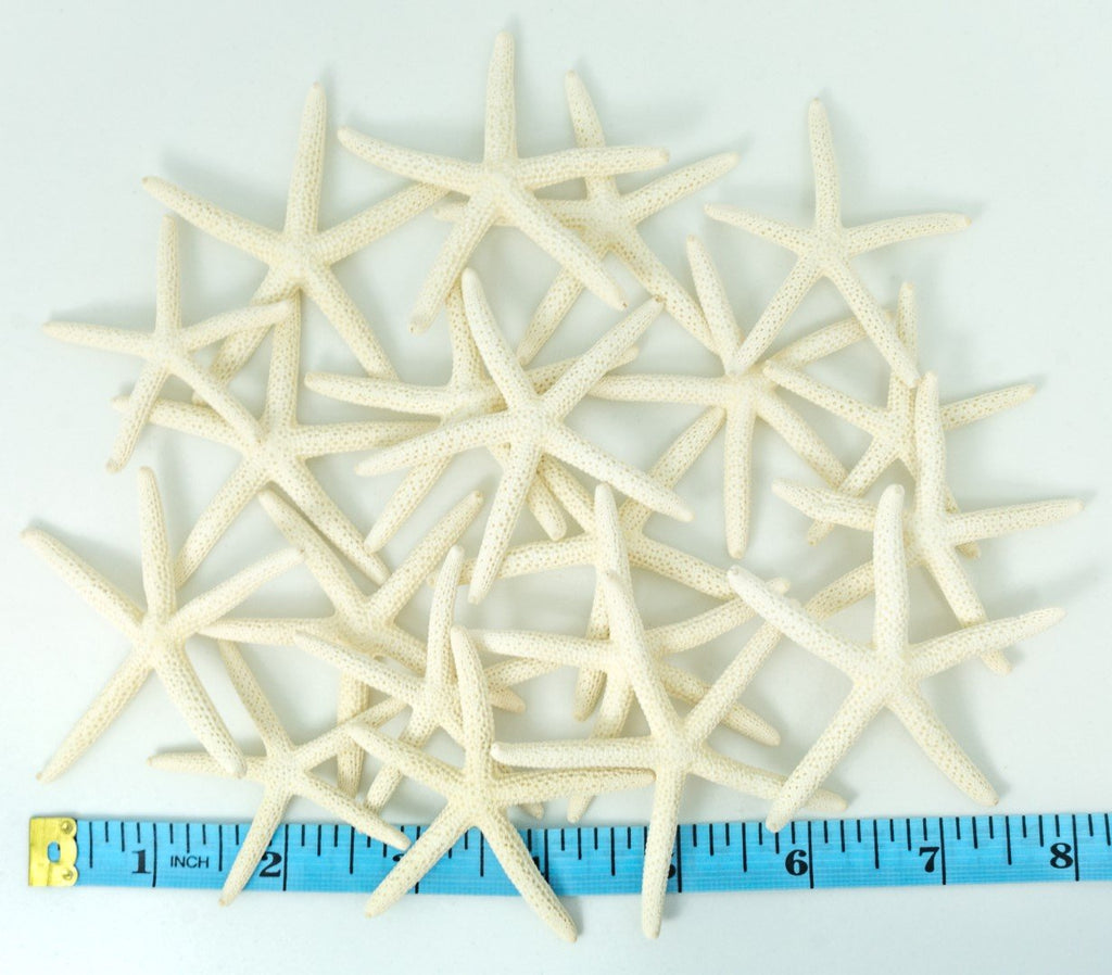 Starfish Decor - Star Fish For Craft - 20Pk Real 2-3'' White Sea Stars - Beach Wedding Decor - Coastal Party Decorations - Seash