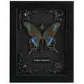 Real Butterfly Framed Butterfly Taxidermy - Butterfly Shadow Box, Real Framed Butterfly in a Box for Gothic Home Decor Aesthetic