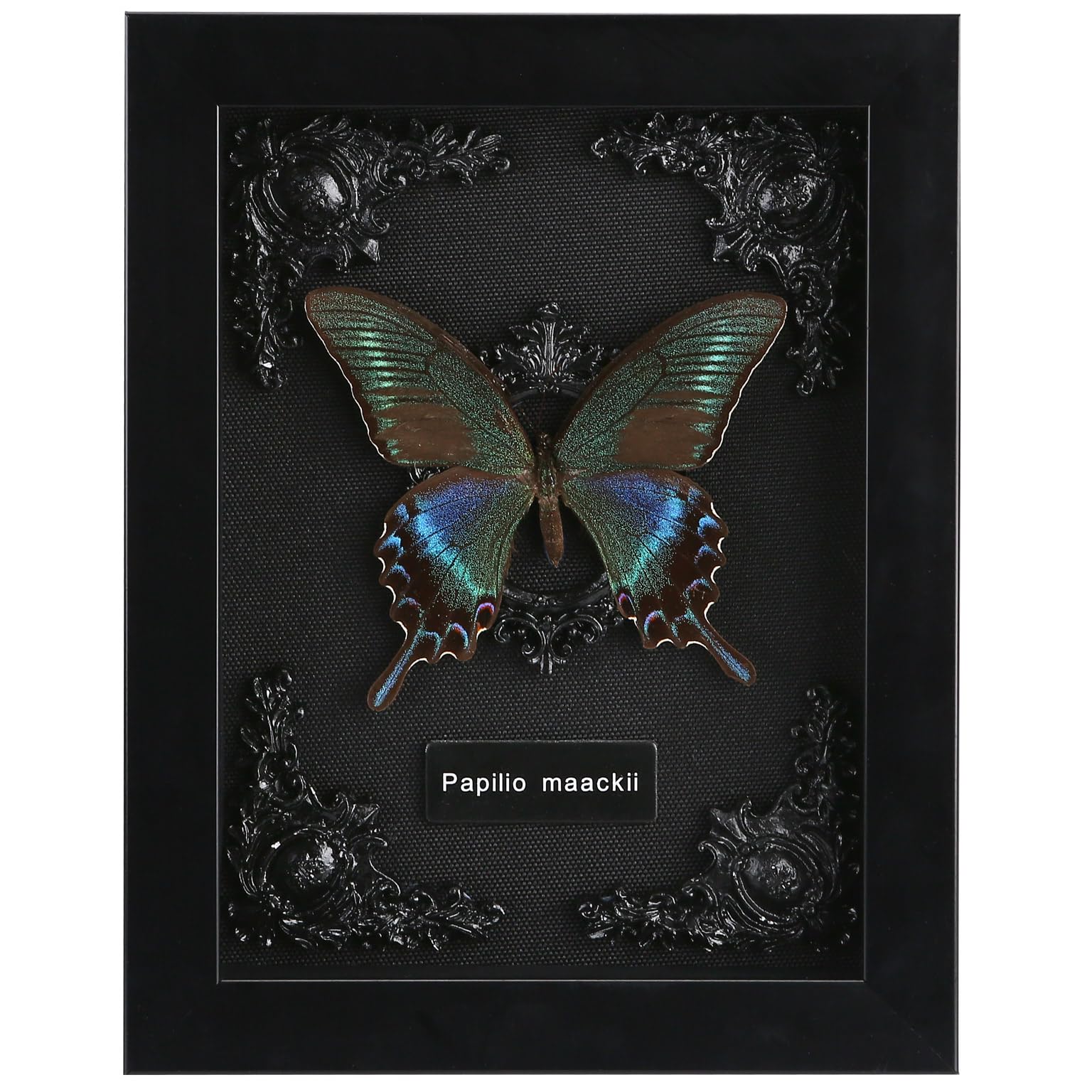 Real Butterfly Framed Butterfly Taxidermy - Butterfly Shadow Box, Real Framed Butterfly in a Box for Gothic Home Decor Aesthetic