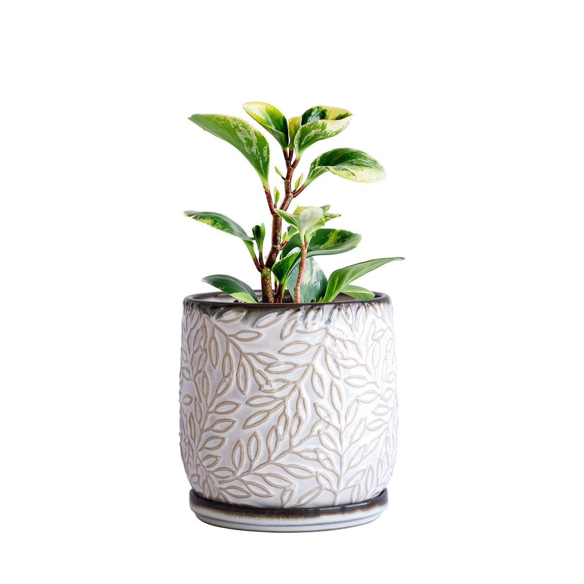 D'Vine Dev 5 Inch Embossed Leaves Stoneware Planter Pot With Drainage Hole And Saucer, Smoked White, 27-O-A-Sw-S