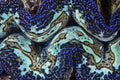Detail of a colorful giant clam growing on a reef Poster Print by Ethan DanielsStocktrek Images (34 x 22)