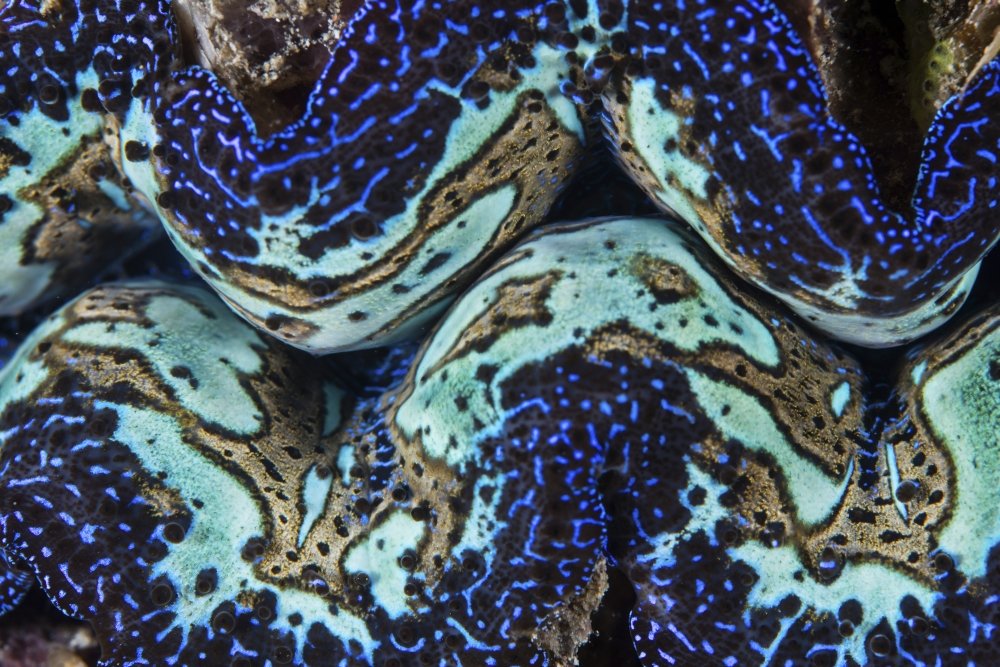 Detail of a colorful giant clam growing on a reef Poster Print by Ethan DanielsStocktrek Images (34 x 22)