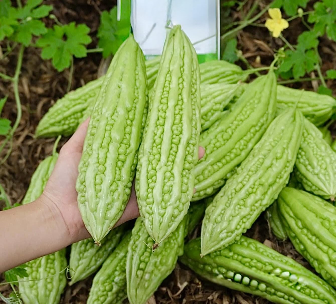 30 Organic Bitter Melon Seeds For Planting - Non-Gmo Bitter Gourd - Kh? Qua M? Tr  I Di - Heirloom Ampalaya Seeds - Vegetable Fo