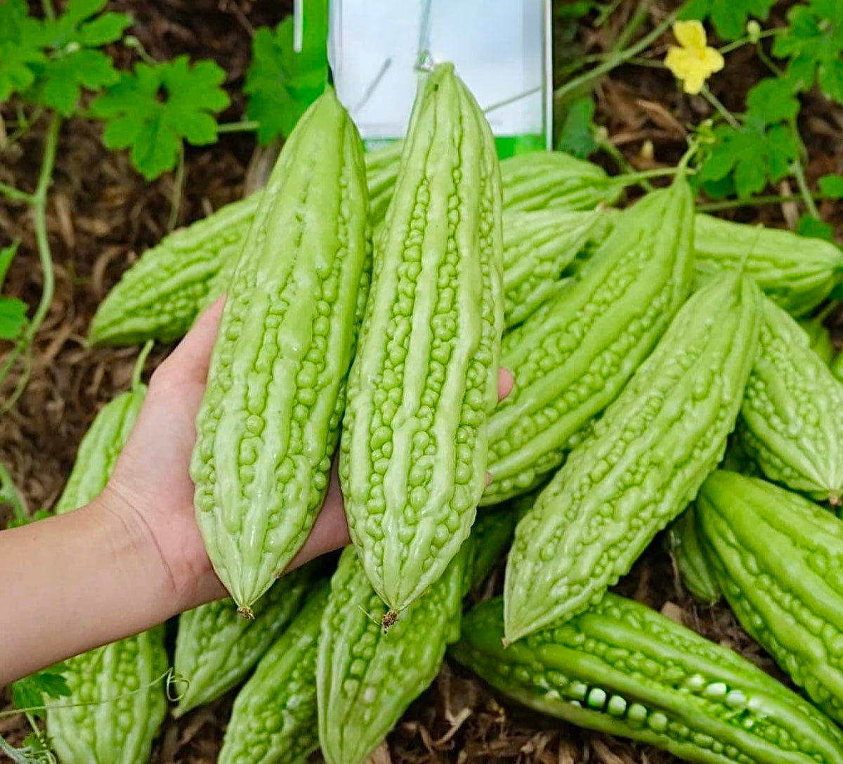 30 Organic Bitter Melon Seeds For Planting - Non-Gmo Bitter Gourd - Kh? Qua M? Tr  I Di - Heirloom Ampalaya Seeds - Vegetable Fo