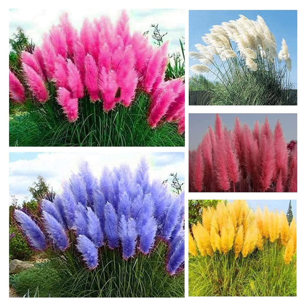 1000+ Mix Pampas Grass Seeds For Planting Cortaderia Selloana Seeds Heirloom Ornamental Plants Decor Garden Tall Feathery Blooms