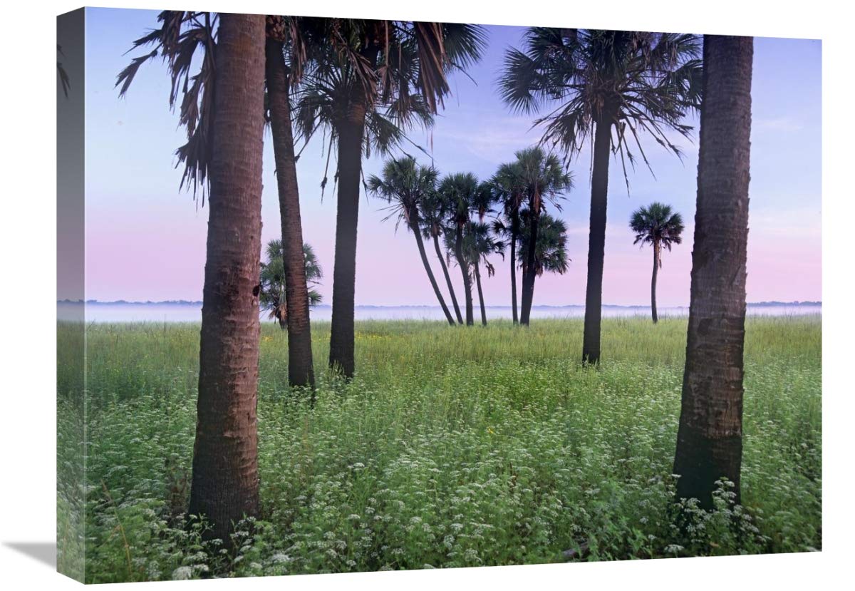 Global Gallery Cabbage Palm Meadow, Myakka River State Park, Florida-Canvas Art-24 x18 