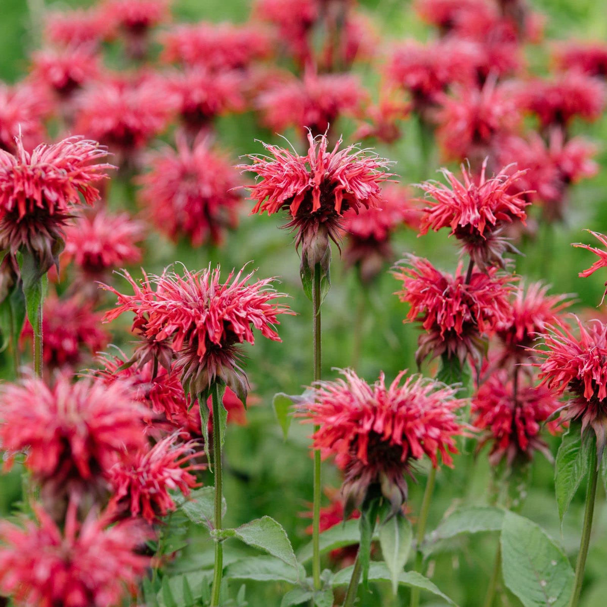 Clovers Garden Bee Balm Jacob Kline (Monarda) Plants - Two (2) Live Plants - Non-Gmo - Not Seeds - Each 4' To 8' Tall - In 4'