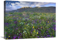 Global Gallery Wildflowers Carpeting The Ground Beneath Coyote Peak, Anza-Borrego Desert, California-Canvas Art-24 x18 