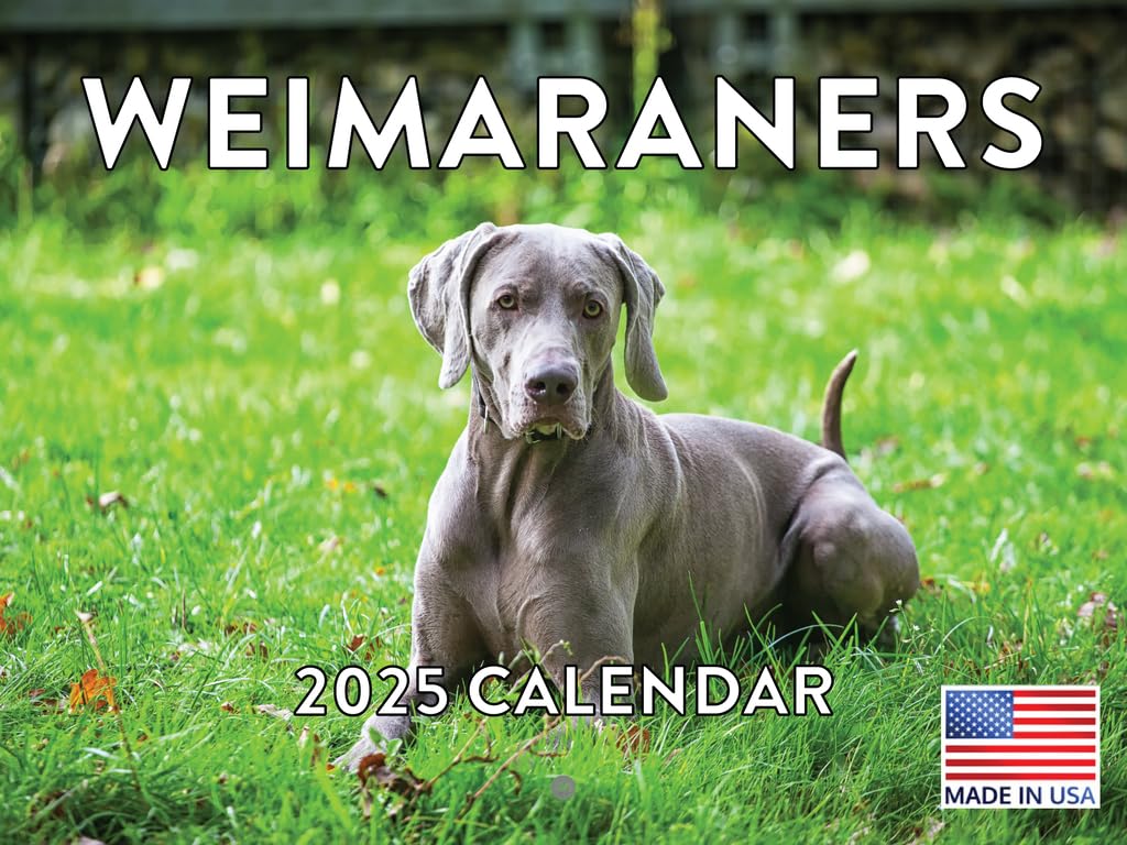 Weimaraner Calendar 2025 Monthly Wall Calender 12 Month | American Made In The Usa