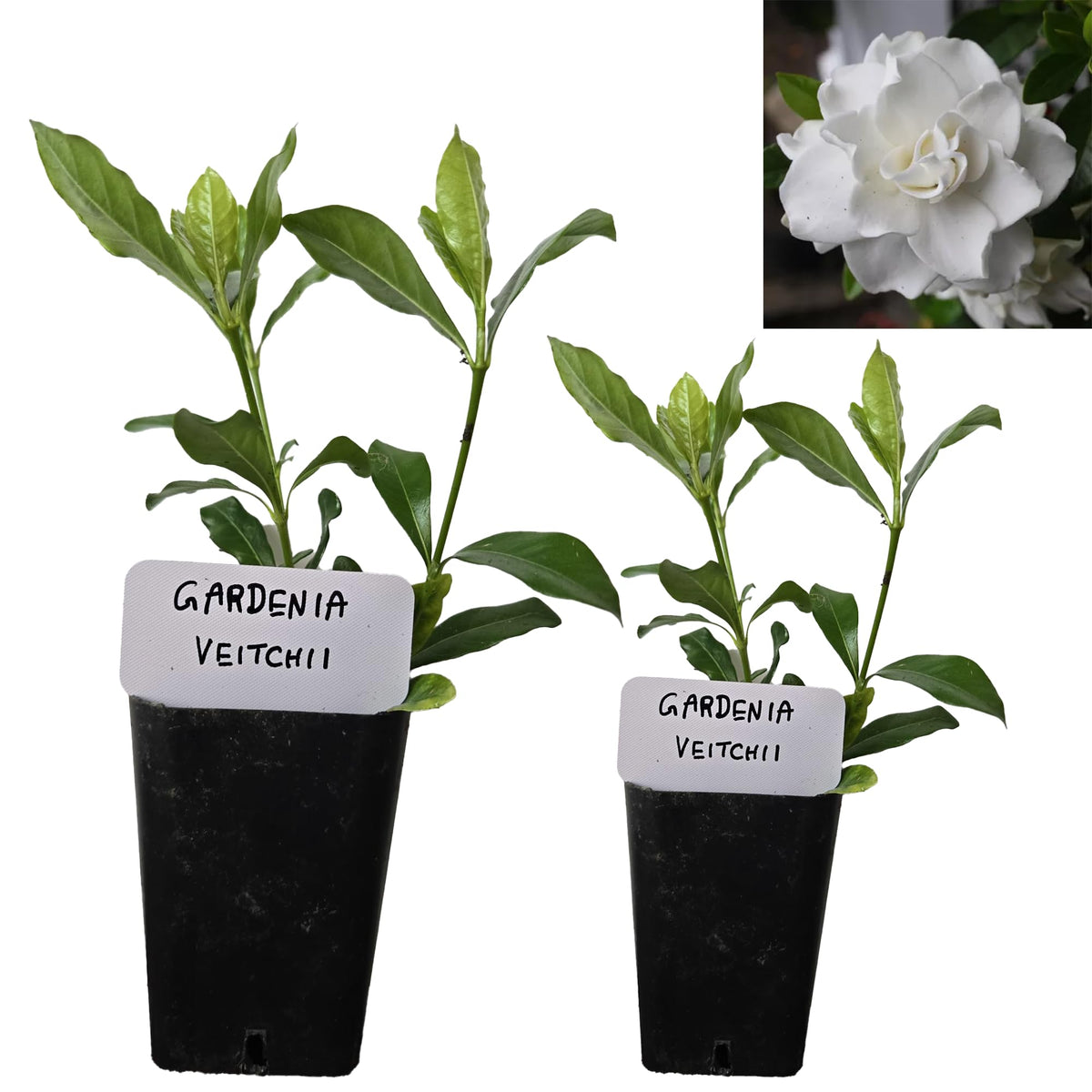 Gardenia Veitchii - Everblooming - Gardenia Jasminoides. Fragrant Evergreen Shrub With Glossy Foliage And Pure White Blooms, Per