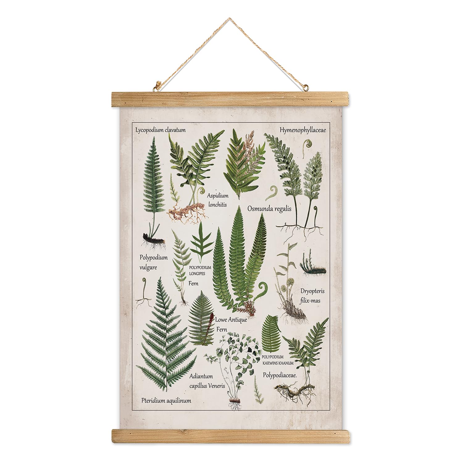 XIAOAIKA Botanical Fern Varieties Poster - Vintage Illustrated Guide with Wooden Frame - Educational Plant Wall Art for Home, Of