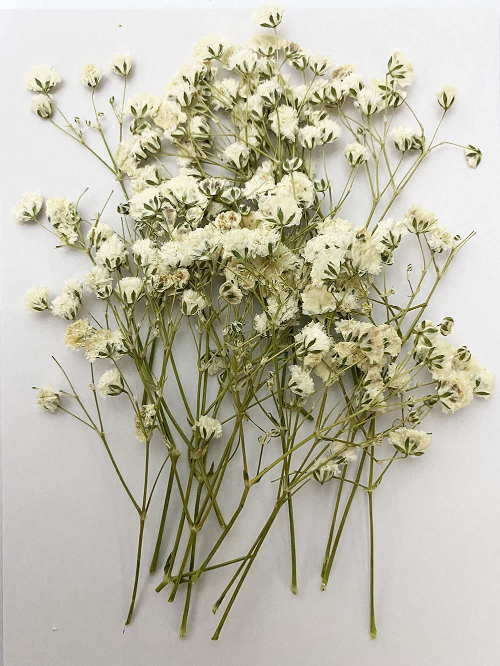 UOKWIWI 16 pcs White Baby's Breath Real Natural Dried Pressed Flowers for Resin Art Craft DIY