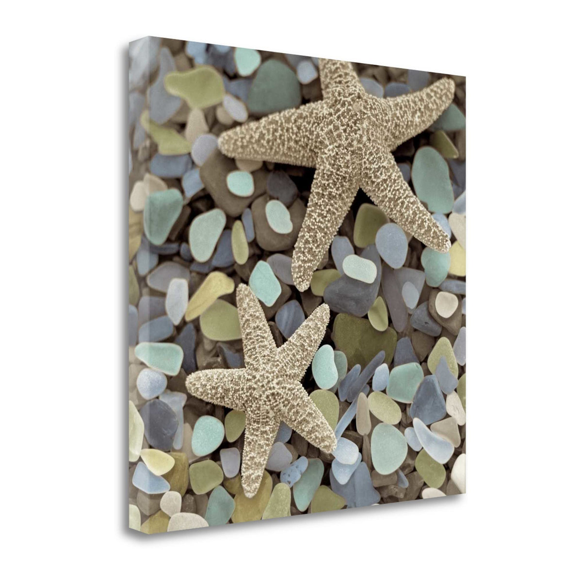 11' Two Starfish and Seaglass 4 Giclee Wrap Canvas Wall Art