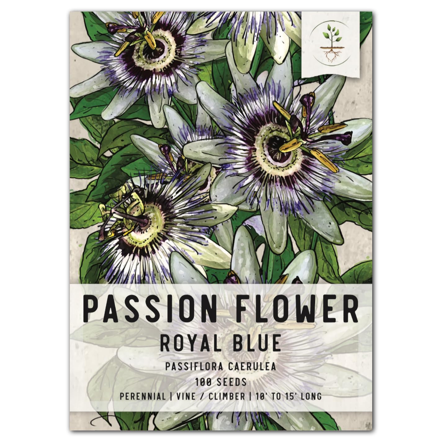Seed Needs, Blue Passion Flower Seeds - 100 Heirloom Seeds For Planting Passiflora Caerulea - Open Pollinated, Tropical Vine (1