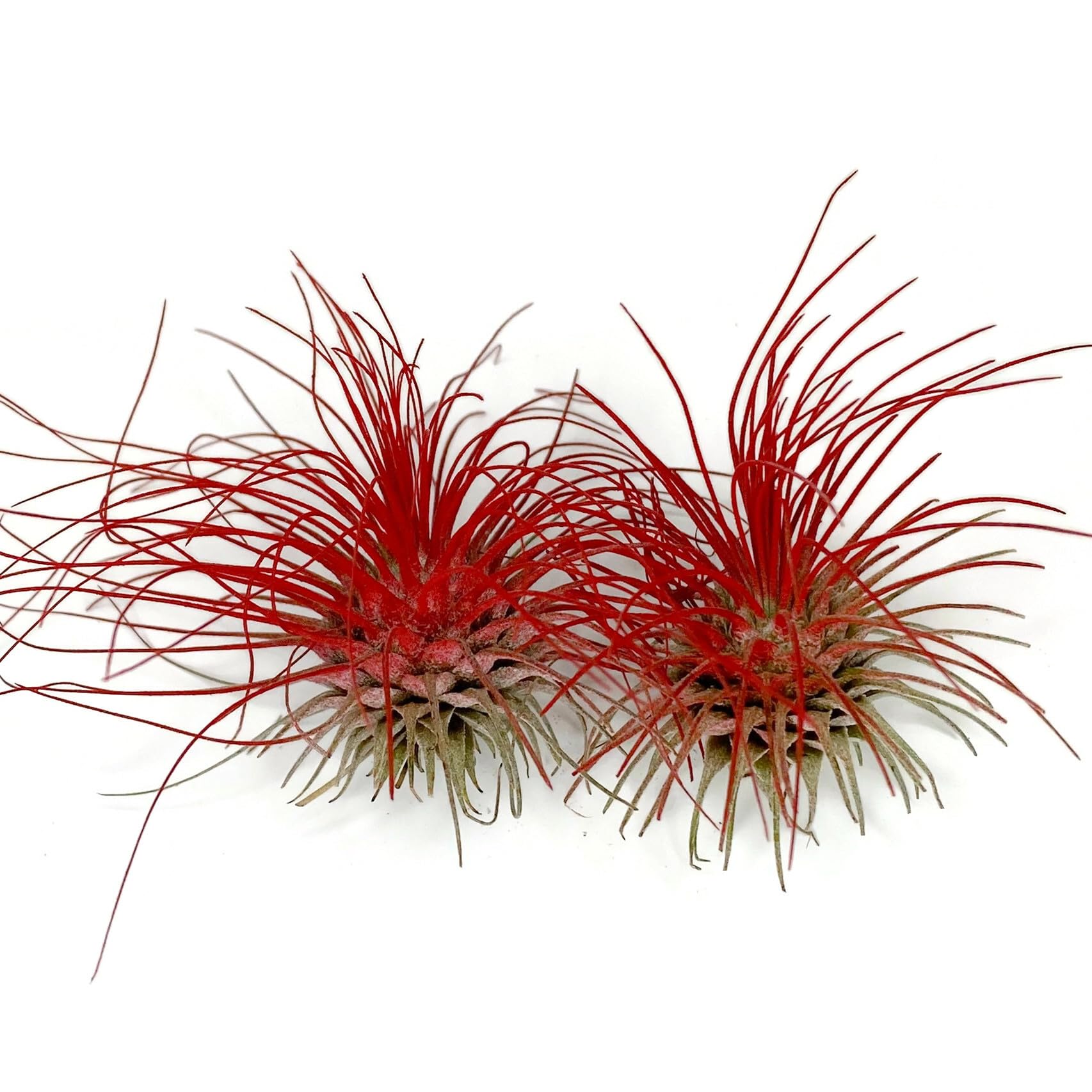 Thin Air Plant, Guatemala Tillandsia Live Airplant, Healthy Arrival Guaranteed, Great Indoor Plant, Home Decor & Gift (2 Red)