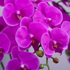 Fnize Artificial Orchid Stems Real Touch Latex Phalaenopsis Branches Faux Cymbidium Flowers 9 Large Petals 38 Inches 2Pcs (Rose