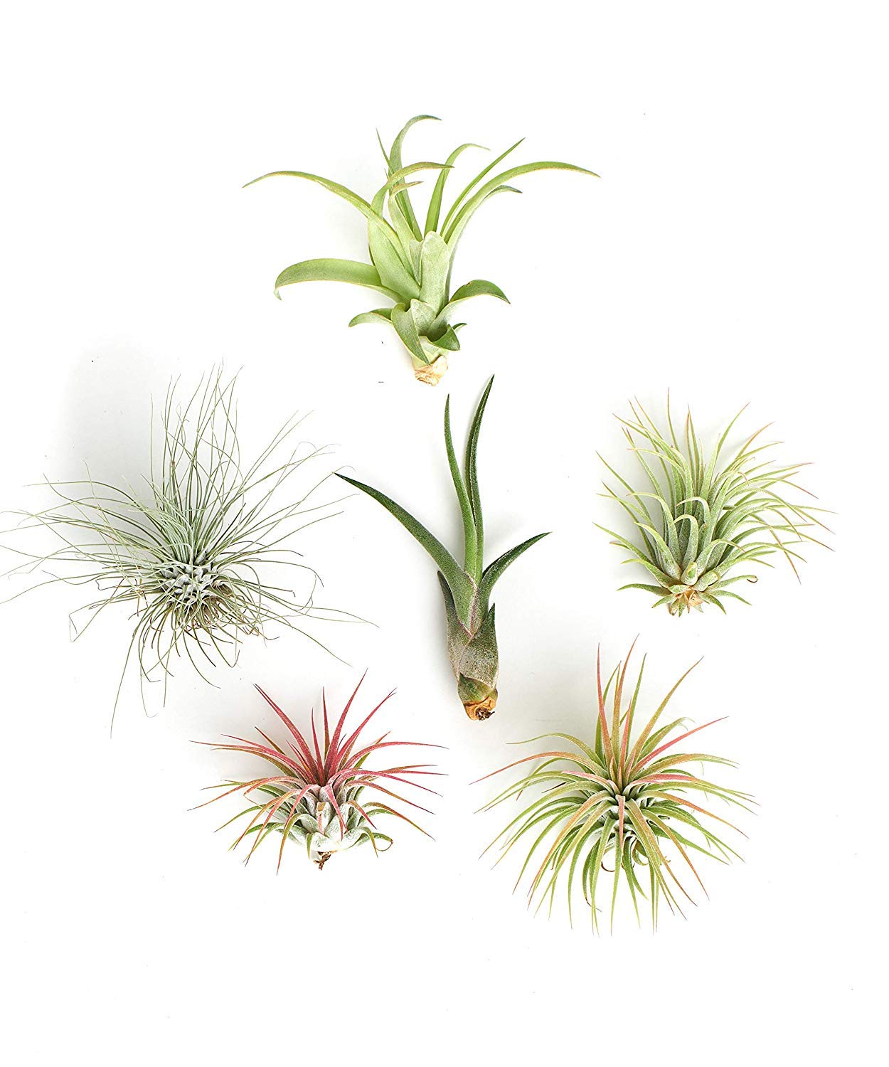 Shop Succulents | Assorted Collection Of Live Air Plants, Hand Selected Variety Pack Of Air Succulents | Collection Of 6