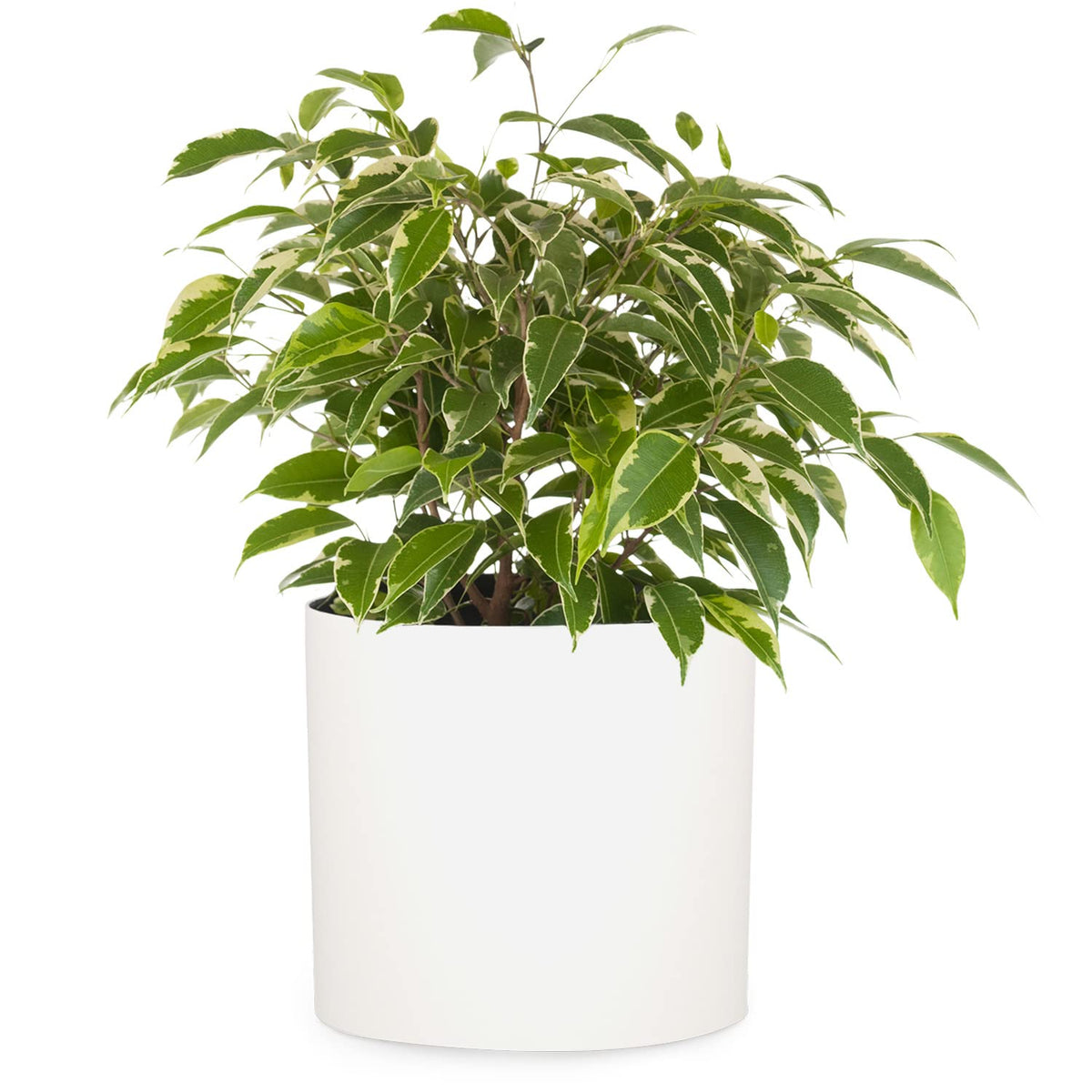 Fox & Fern Plant Pot, Plant Pots 10 Inch, Planters For Indoor Plants, 10 Inch Pots For Plants - Fits Mid Century Modern Plant St