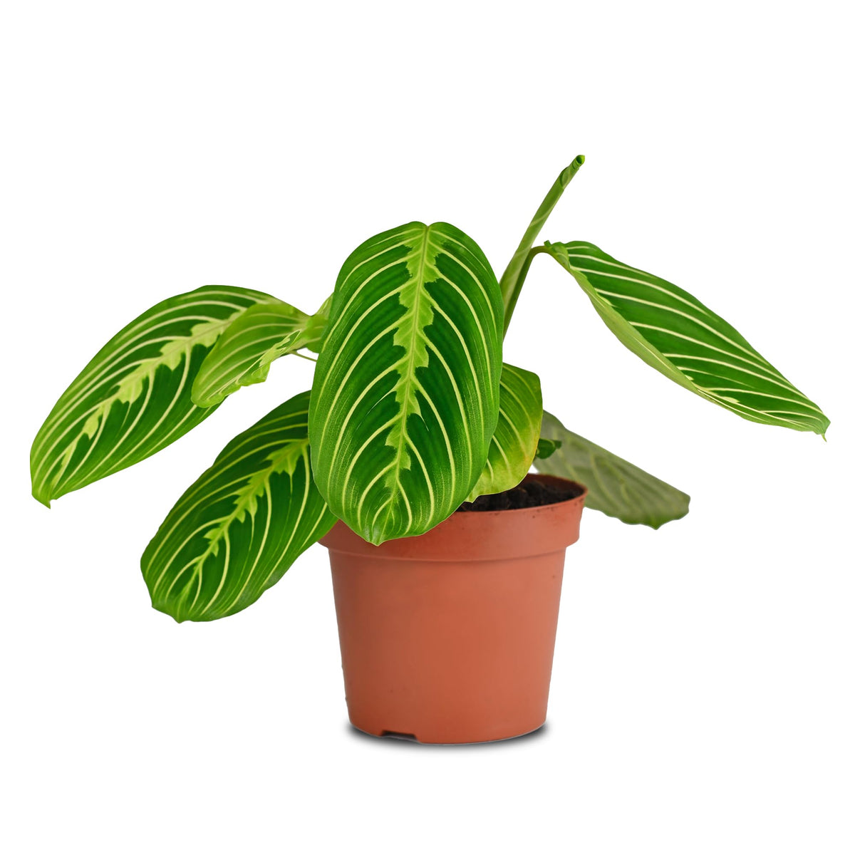 California Tropicals Lemon Lime Prayer Plant - Maranta - Rare Variety Live House Plant - Tropical Decor - Unique Real Plants Int