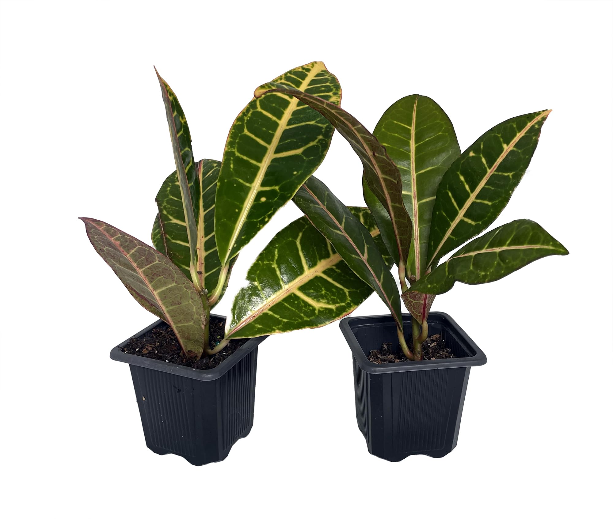 Colorful Croton - 3' Pots - 2 Pack - Codiaeum Petra