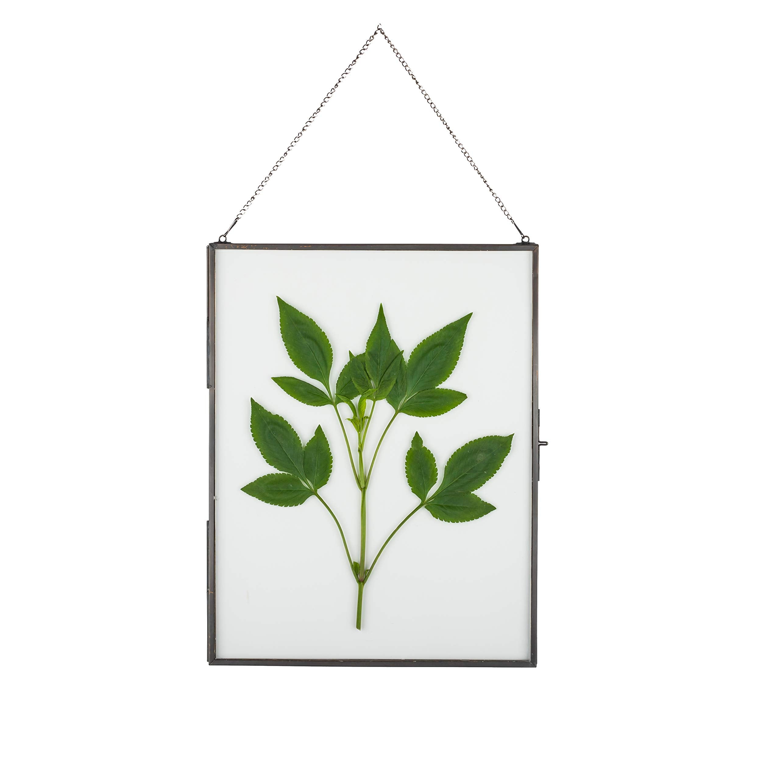 NCYP Hanging 8 x10 Black Glass Floating Frame for Pressed Dried Flower, Certificate, Photo, Picture - Modern Home Indoor Wall Ve