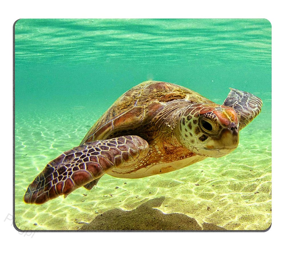 Pingpi Mouse Pad Lord Howe Island Sea Turtle Custom Design, 9.5 X 7.9 Inch (240Mmx200Mmx3Mm)