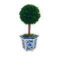 Galt International Preserved Boxwood Topiary Tree in Blue & White Ceramic Pot - Plant and Table Centerpiece Stunning Greenery an