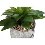 Monarch Specialties I 9586 Artificial Plant, 6' Tall, Succulent, Indoor, Faux, Fake, Table, Greenery, Potted, Set of 2, Decorative, Green Leaves