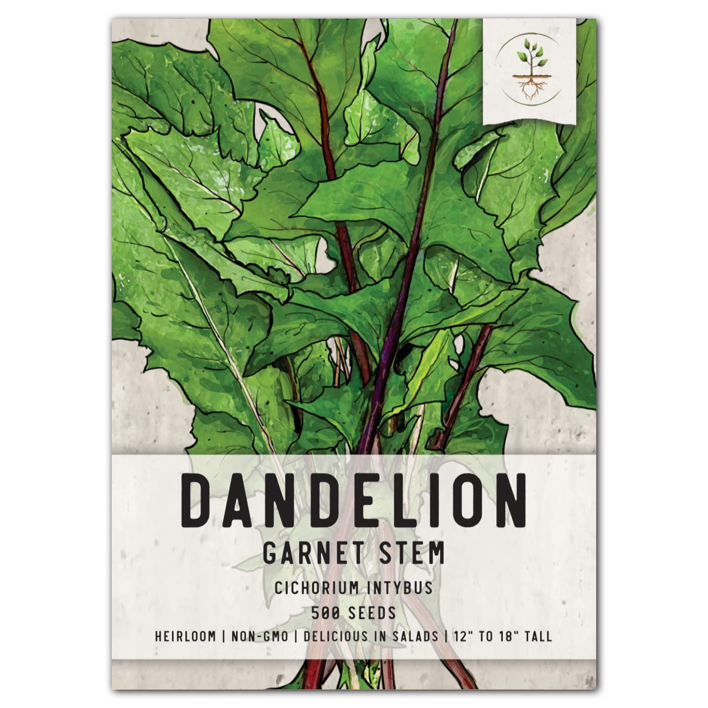 Seed Needs, Garnet Stem Dandelion Seeds - 500 Heirloom Seeds For Planting Cichorium Intybus - Non-Gmo & Untreated (1 Pack)