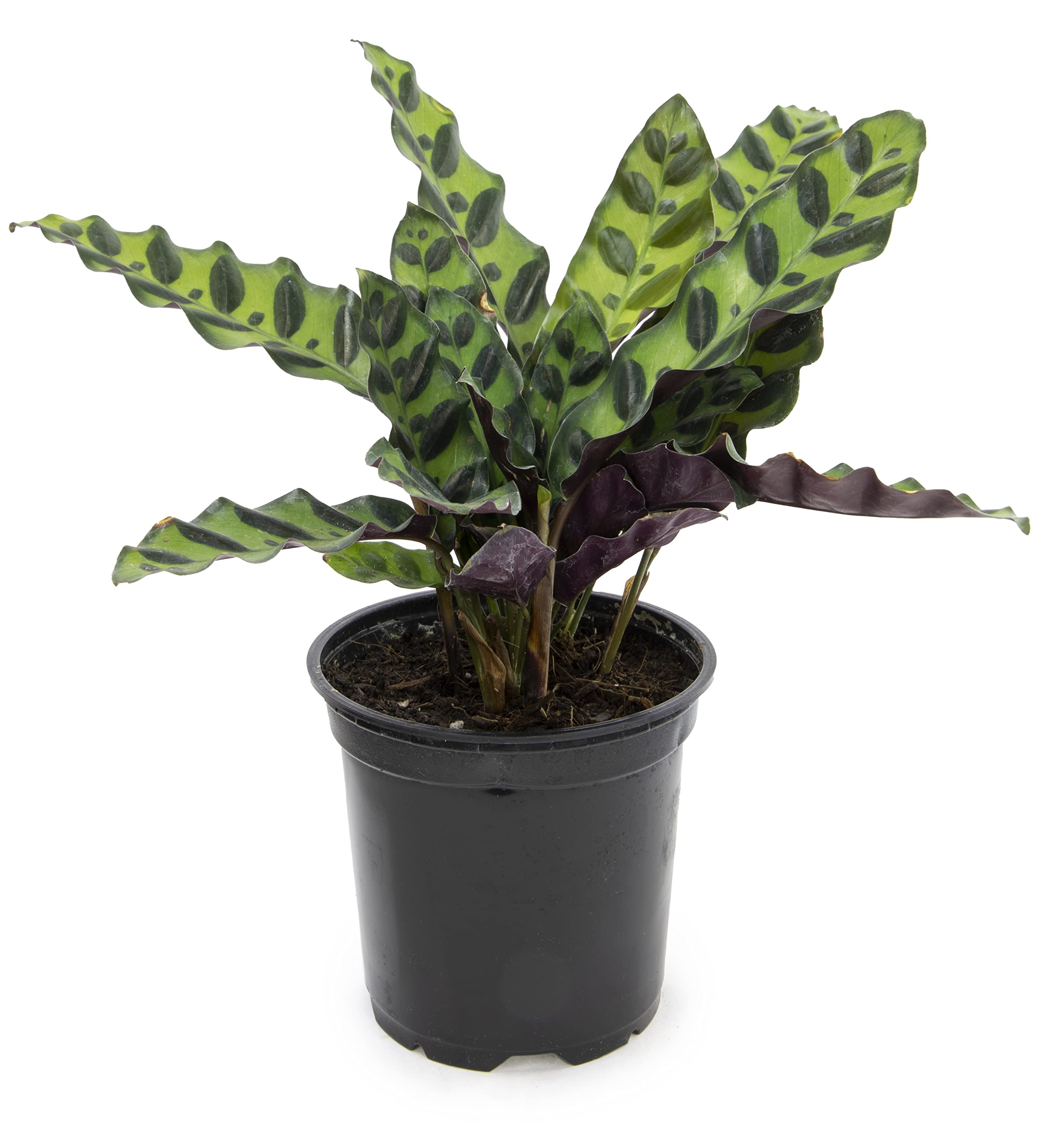 Calathea Plant Live Prayer Plant Live Indoor Plant, Calathea Live Plant Live House Plant Live Plants Indoor, Live Indoor Plants