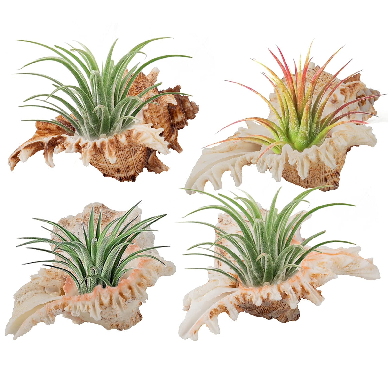 4 Pack Conch Sea Shell Air Plant Holders- 4-5 Inches Natural Airplant Pot Unique Decorative Tillandsia Succulent Display Contain