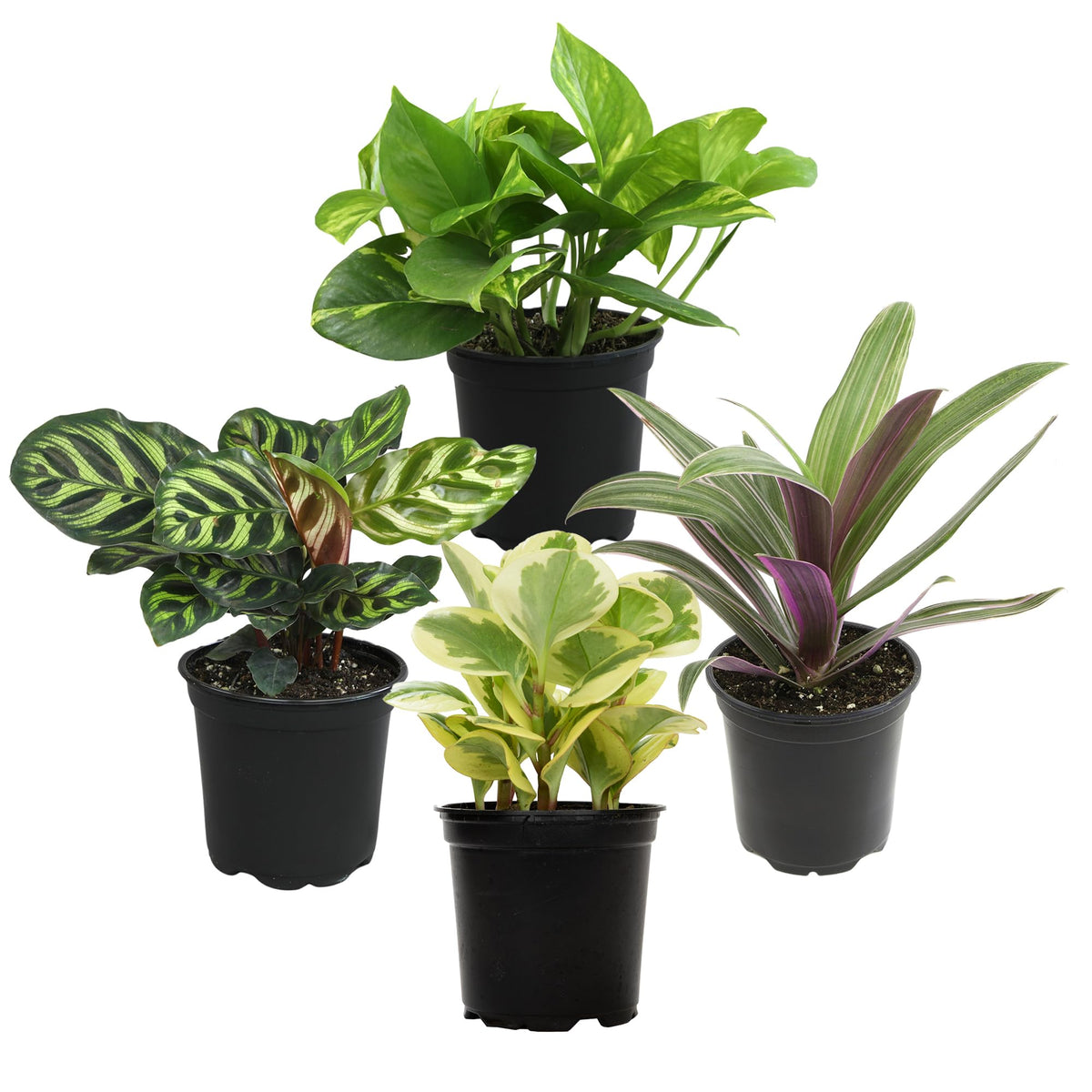 Essential Houseplant Collection (4Pk) Live Plants Indoor Plants Live Houseplants In Plant Pots, Easy House Plants Indoors Live,