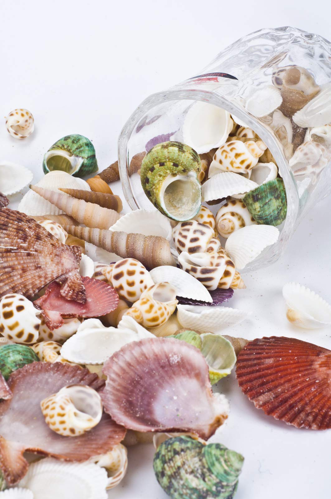 80~85Pcs Sea Shells Mixed Beach Seashells For Beach Theme Party Wedding Decorations Diy Crafts Candle Making Fish Tank Vase Fill