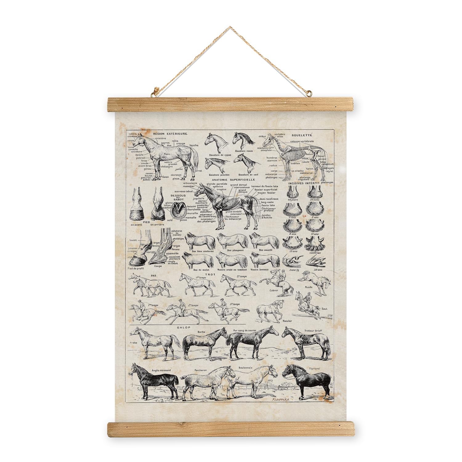 XIAOAIKA Antique-Style Equine Anatomy Chart - Vintage Horse Illustrations Wall Art with Wooden Scroll Frame - Equestrian-Themed 