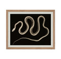 Poster Master Vintage Snake Poster - Retro X-Ray Snake Print - Serpent Art - Reptile Art - Gift for Him, Her, Animal Lover - Wal