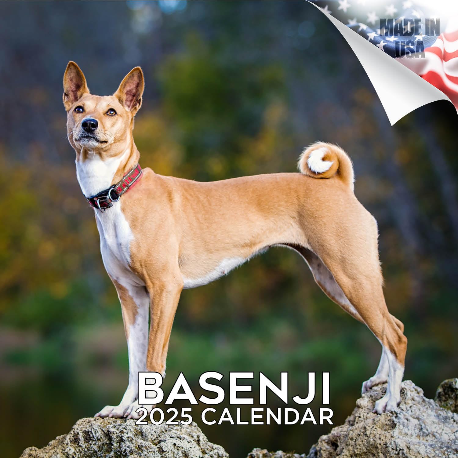 2024 2025 Basenji Calendar - Dog Breed Monthly Wall Calendar - 12 X 24 Open - Thick No-Bleed Paper - Giftable - Academic Teacher