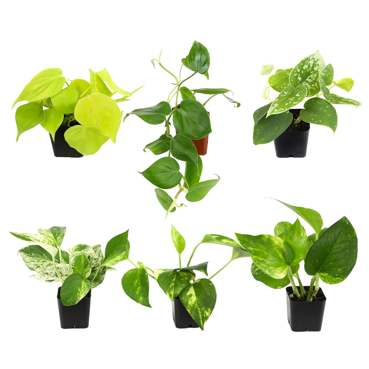 Plentiful Pothos & Philodendron (6-Pack), Pothos Live Plant Decor, Office Plants, Real Plants, Easy Indoor Plant, House Plants I