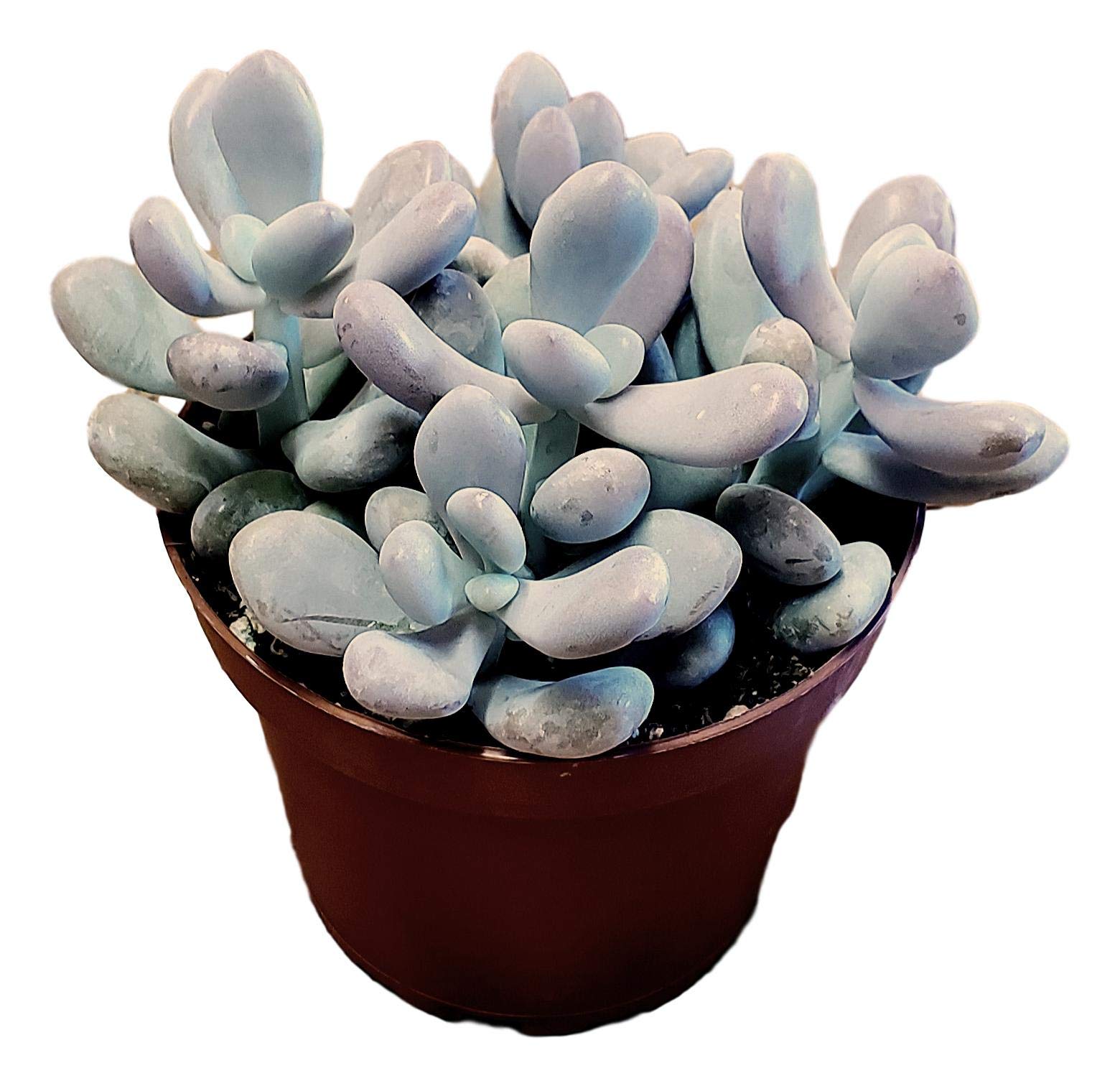 Pink Moonstone. Live Trailing Succulent Fully Rooted In Pots With Soil Mix, Rare House Plant For Home Office Wedding Hanging Dec