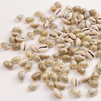 Herzwild Spiral Shell Beads Tiny Natural Sea Shell Ocean Spiral Seashells Ocean Beach Spiral Seashells Craft Charms For Resin Cr
