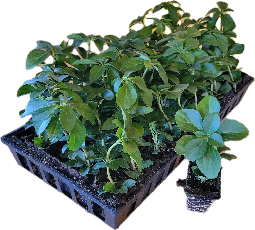 Pachysandra Terminalis Hardy Groundcover 50 Plants 2 ' Peat Pots