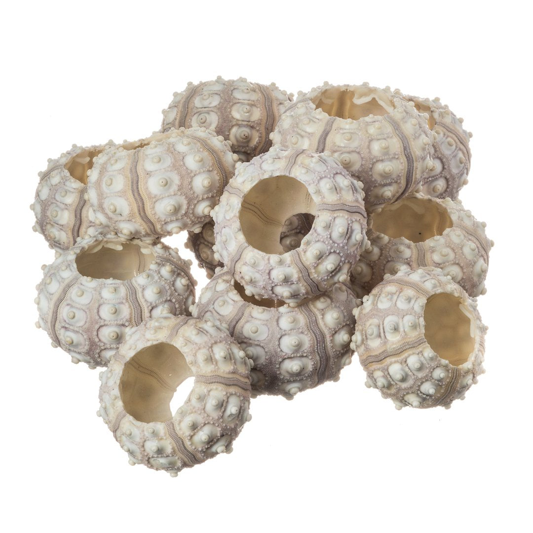 Nautical Crush Trading Sea Urchins Shells for Air Plants - 12 Purple Sputnik (1.5-3) Sea Urchin Shells - Hanging Air Plant Holde