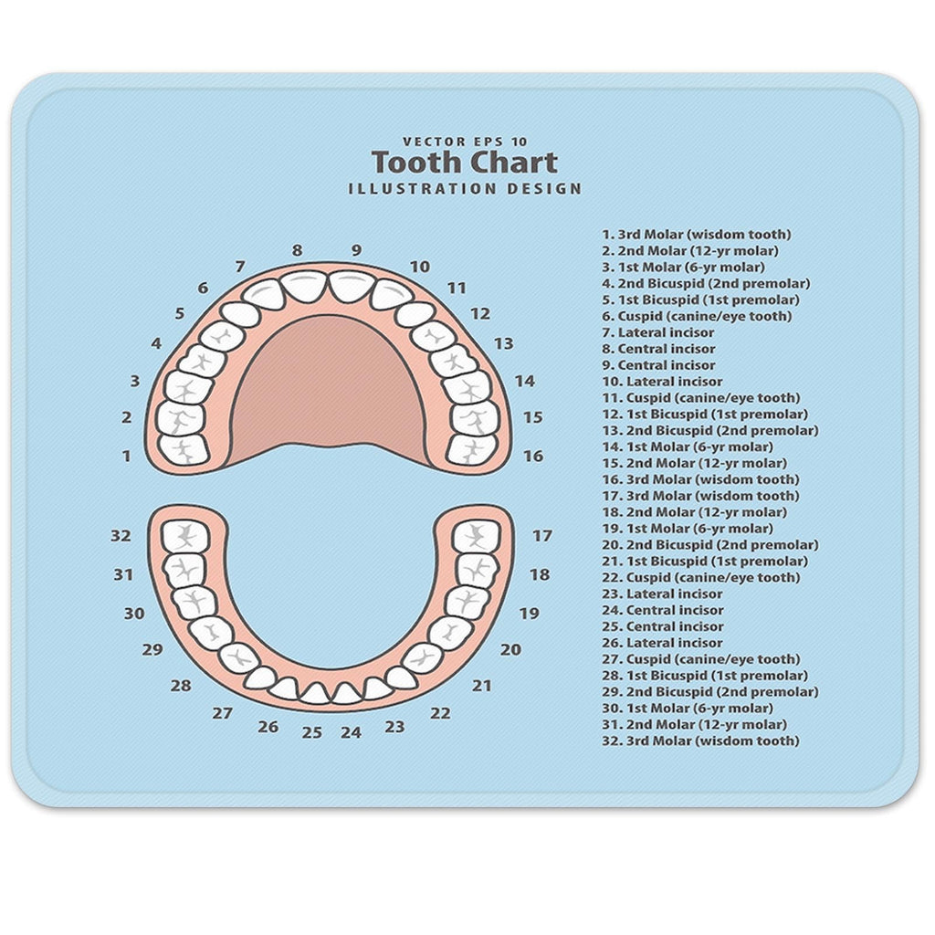 Emvency Mouse Pads Pink Education Tooth Chart Number Infographic Blue Dental Human Anatomy Mousepad 9.5' X 7.9' For Laptop, De