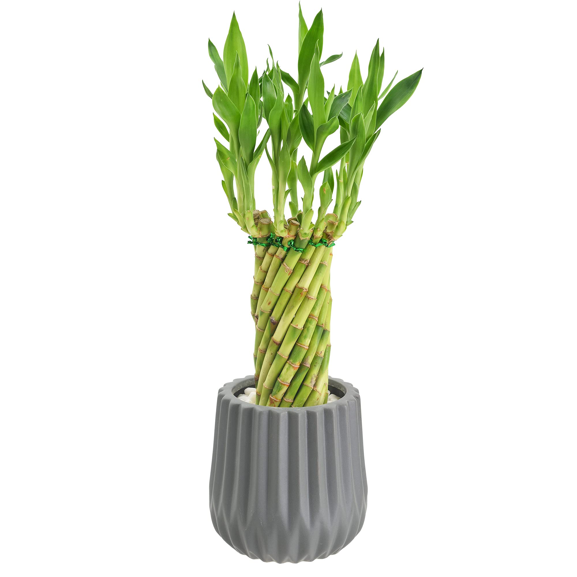 Arcadia Garden Products Lv37 Tornado Lucky Bamboo, Live Indoor Plant In Classica 2.0 Ceramic Planter For Home, Work, Or Gift, Gr