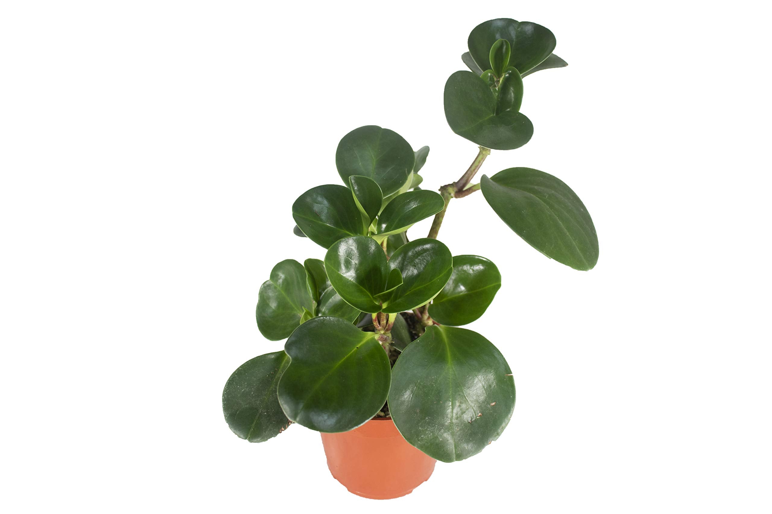 Live Baby Rubber Plant - 4' Small Pot Peperomia Obtusifolia From California Tropicals, Ideal Gift For Office, Garden, Home Deco